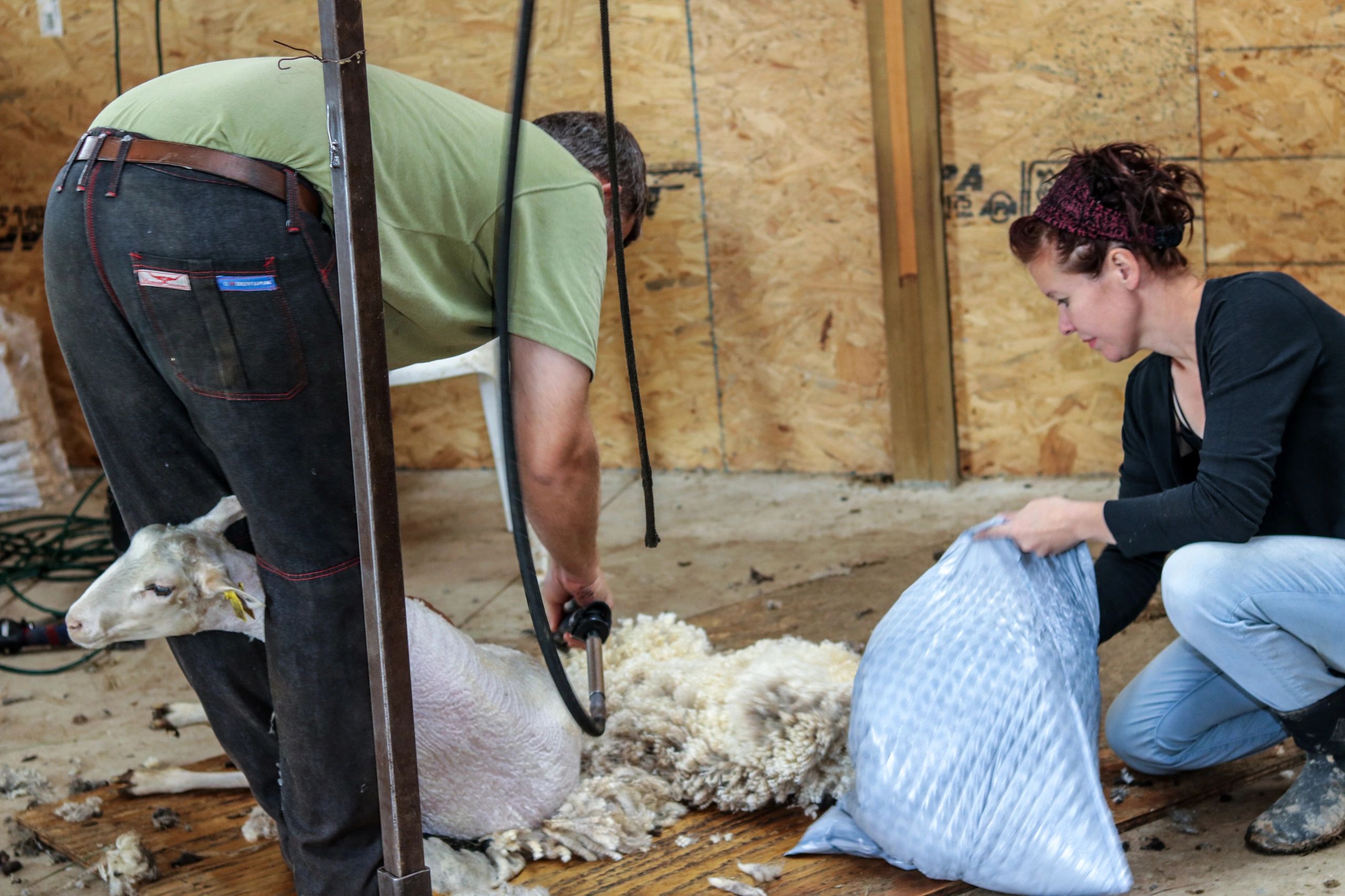 Shearing our 2020 Lambs